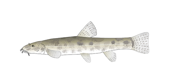 Bartgrundel / Bachschmerle